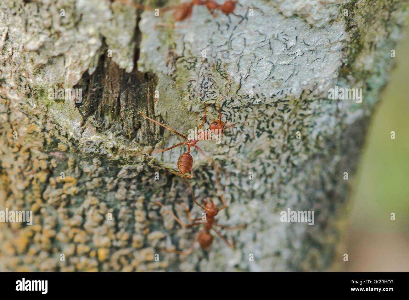 Red ants are walking on the bark of the tree Stock Photo Alamy