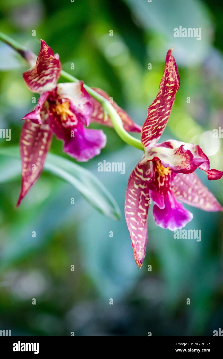 Orchid flower, rare species Stock Photo