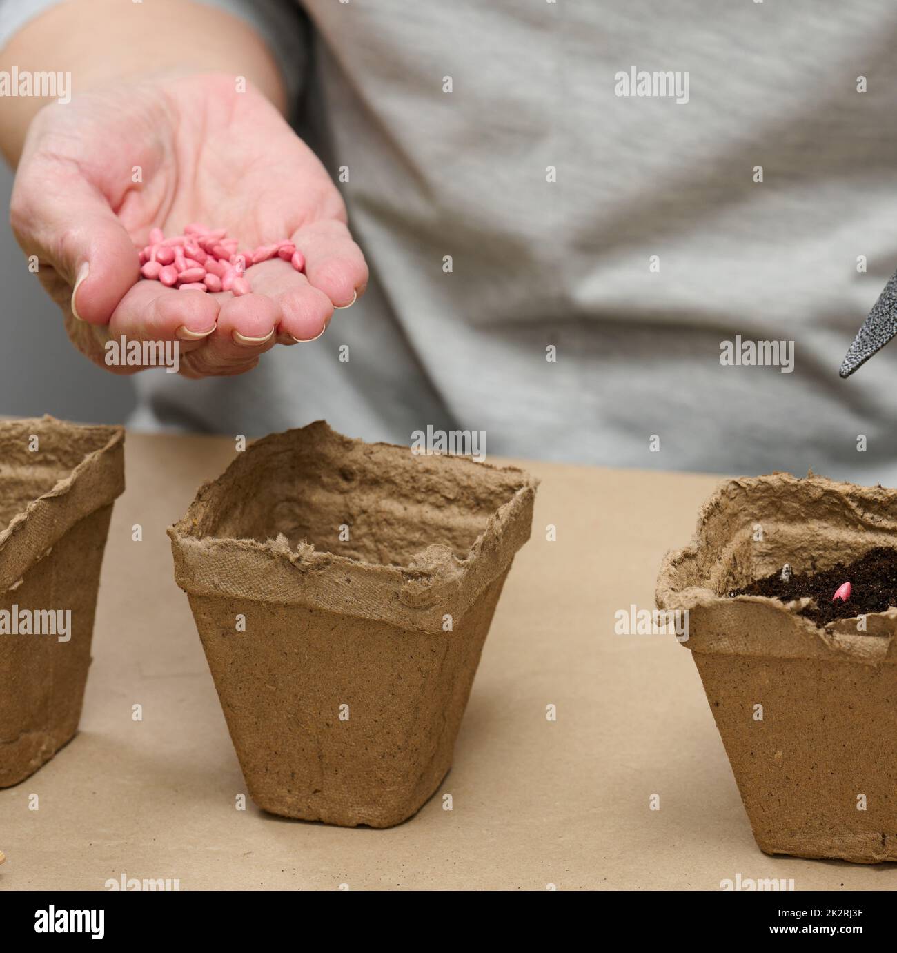 Cucumber seeds in a female palm. Planting seeds in paper cardboard cup