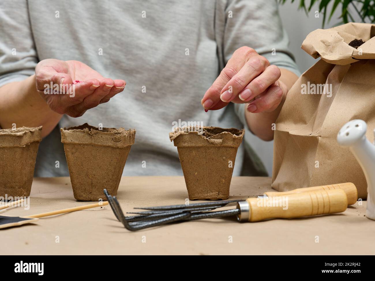 Cucumber seeds in a female palm. Planting seeds in paper cardboard cup