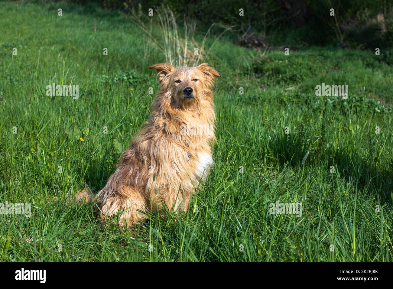 tired look of a dog on a green meadow Stock Photo