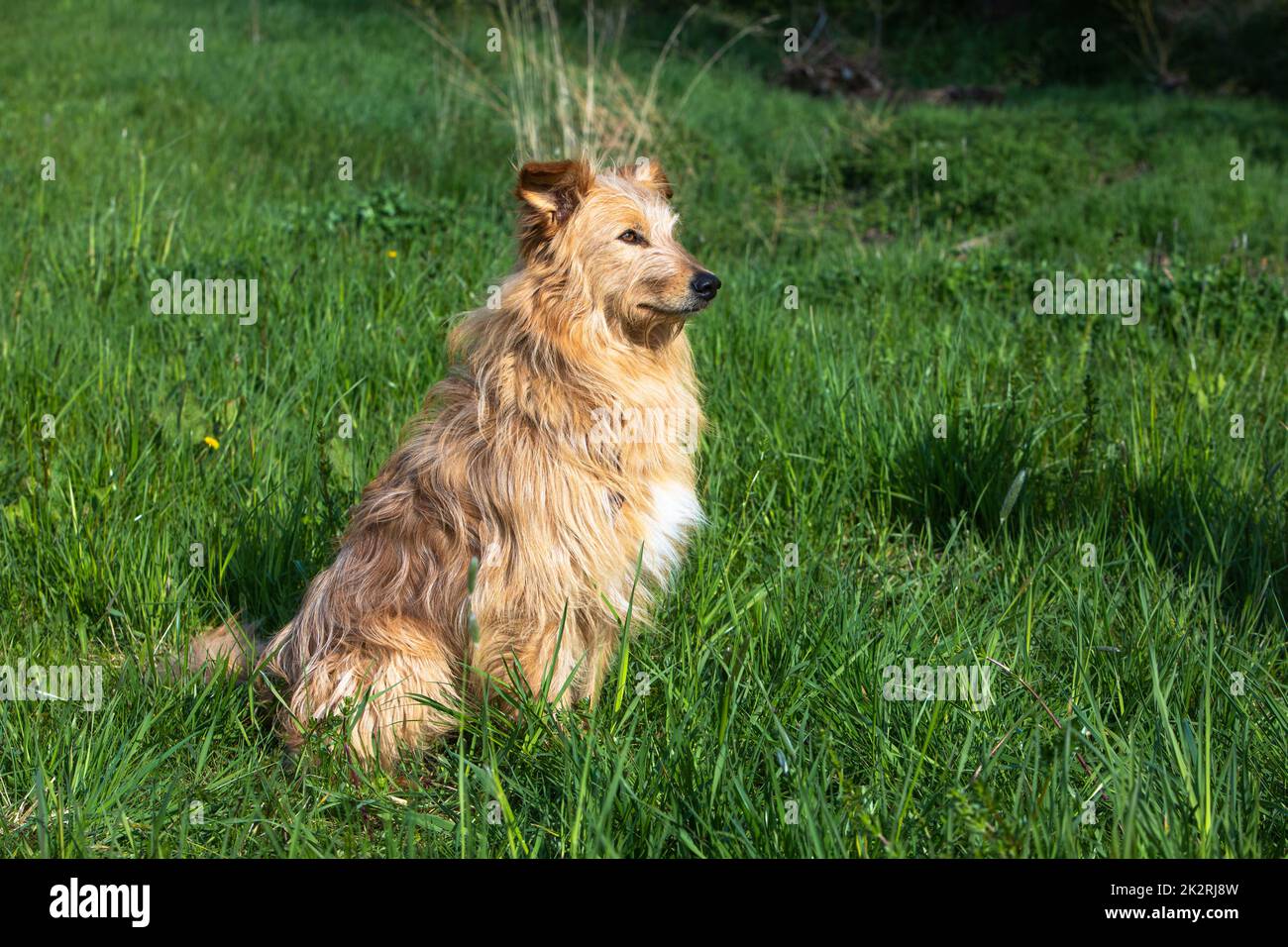 single dog sits in a meadow and waits Stock Photo