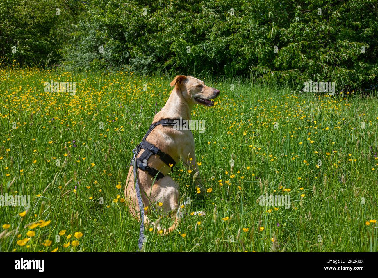 dog relaxes on a green meadow Stock Photo