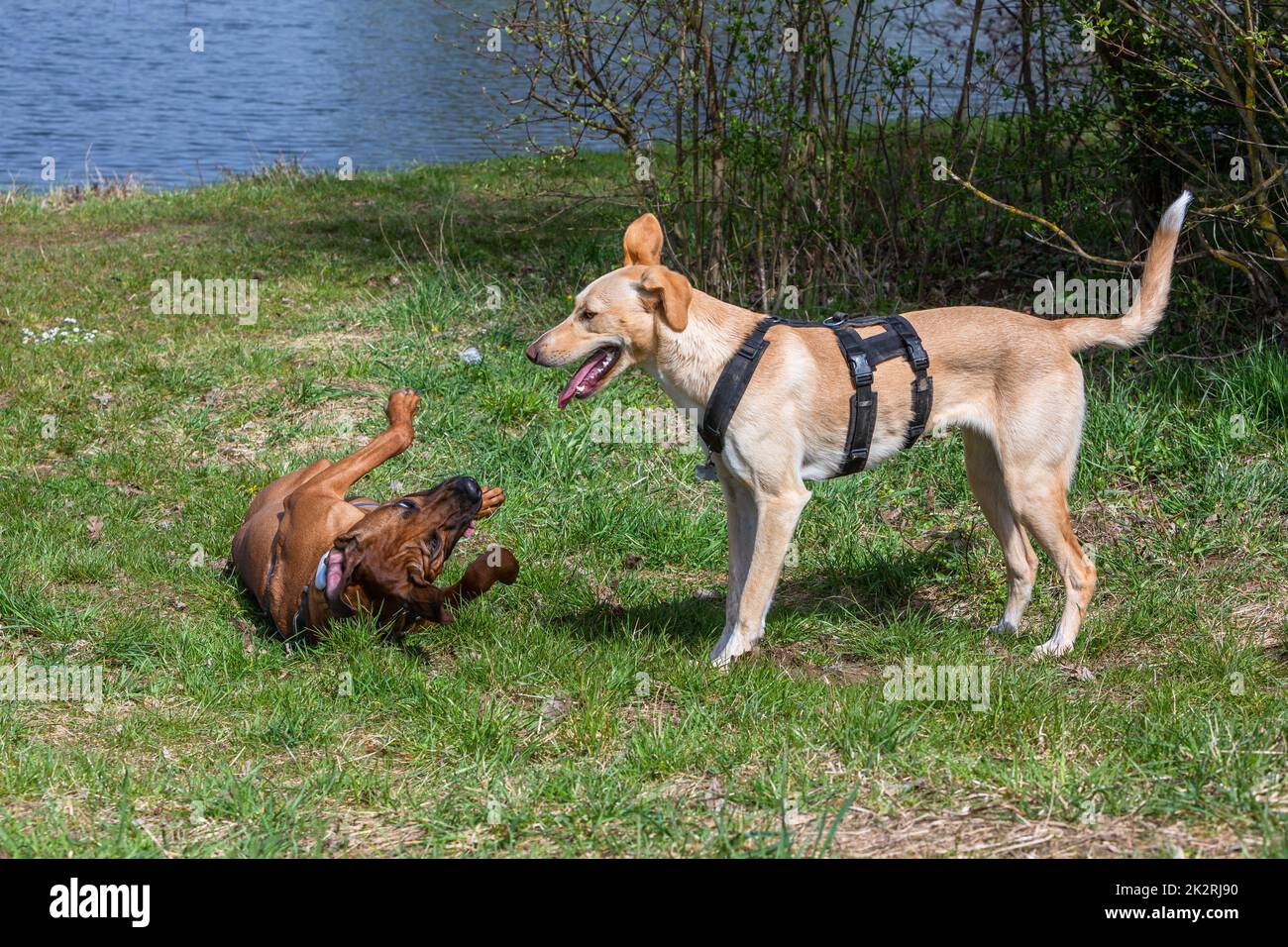 submissive ridgeback dog plays with another Stock Photo