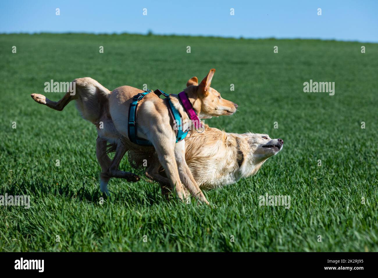 wild playing of two dogs in a green field Stock Photo