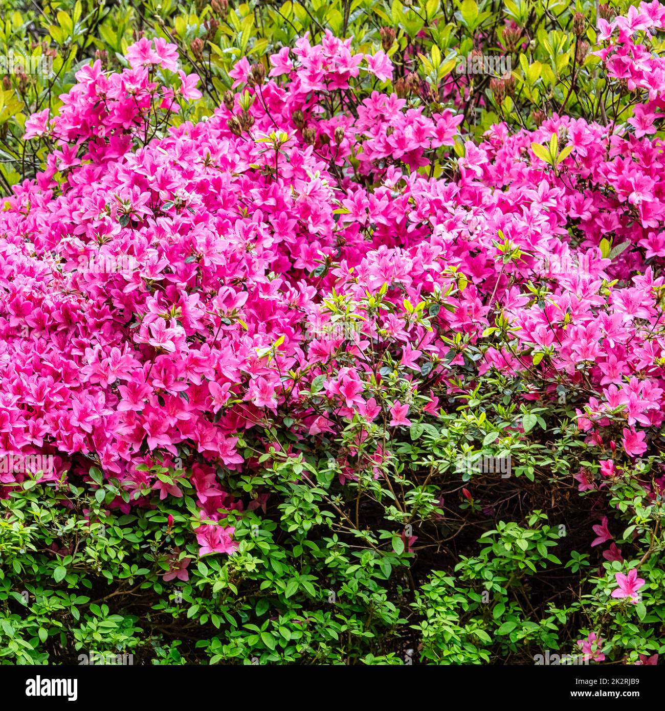 Rhododendrons in Windsor Great Park, United Kingdom Stock Photo - Alamy
