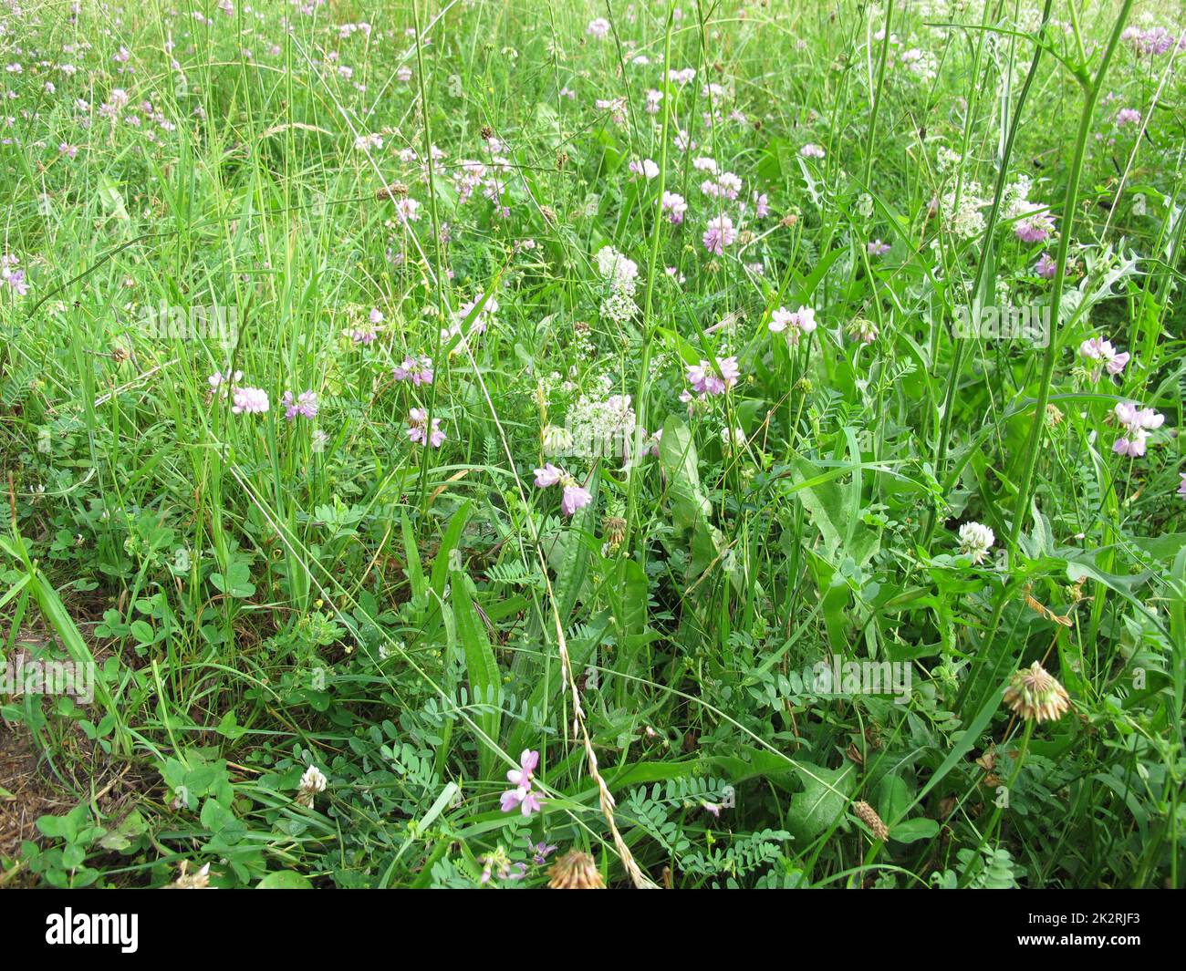 Wildflower meadow with Crownvetch and White Bedstraw Stock Photo