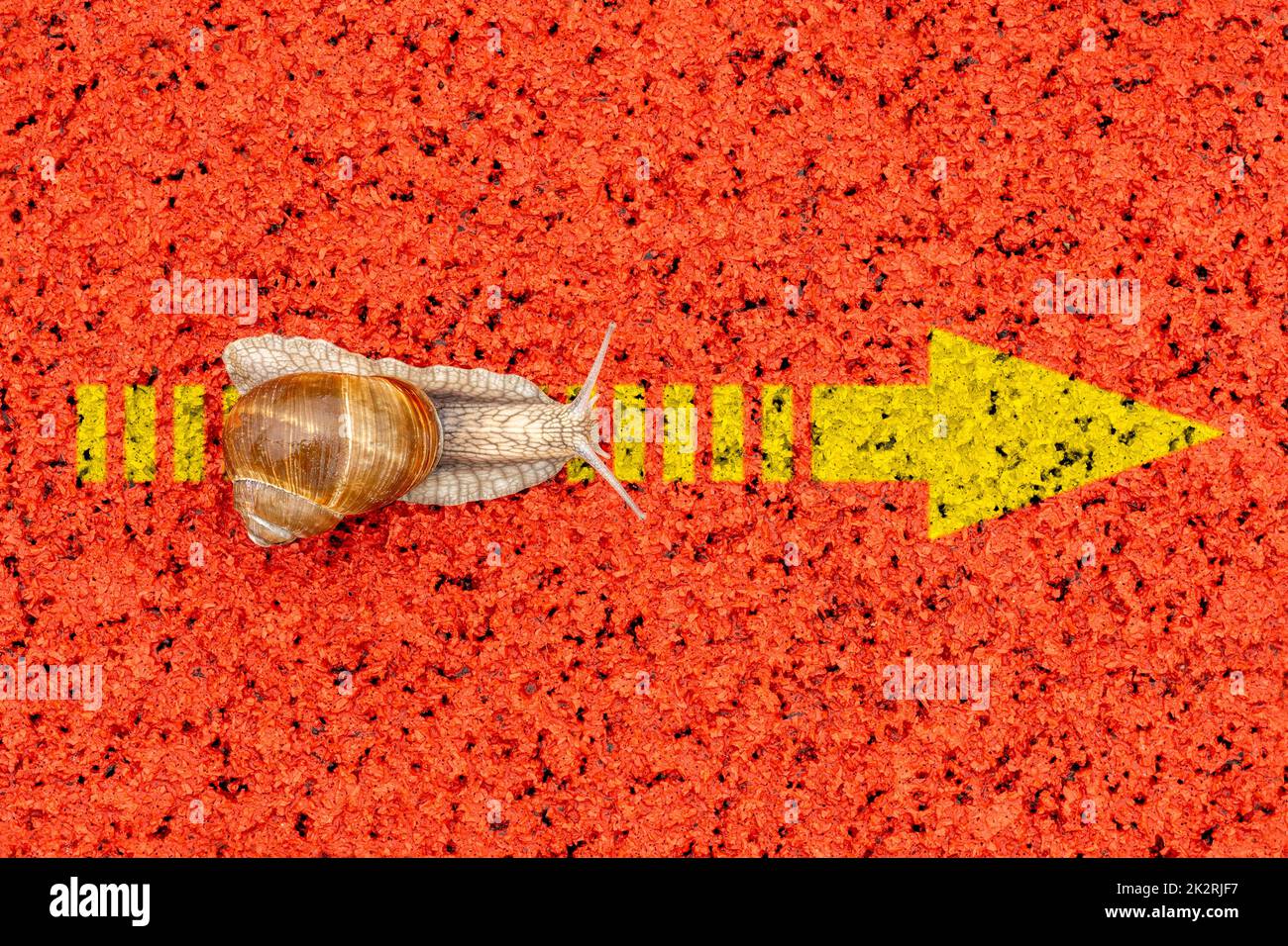 A snail crawling along a yellow arrow sign Stock Photo