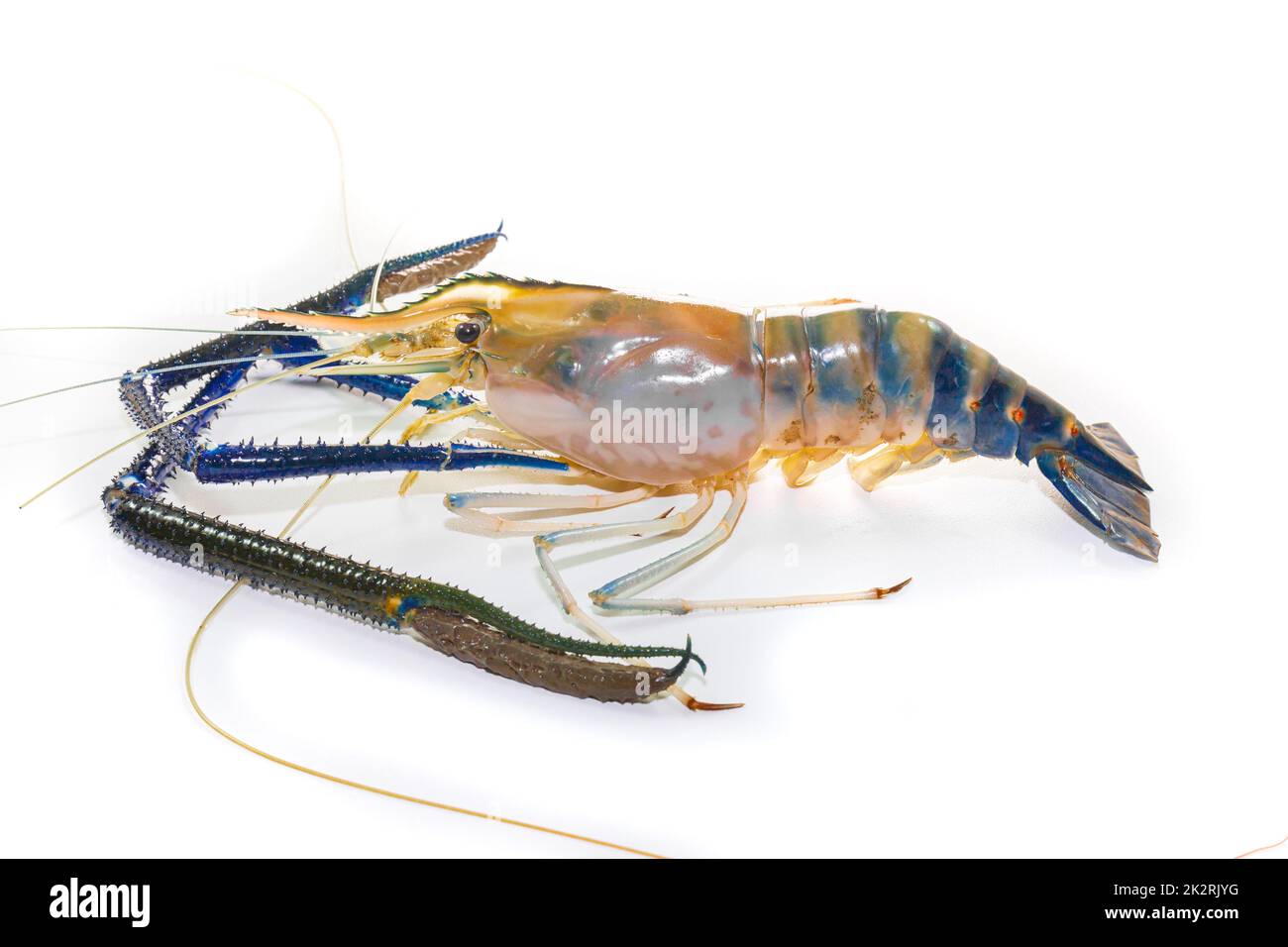 Giant freshwater prawn on white Stock Photo Alamy