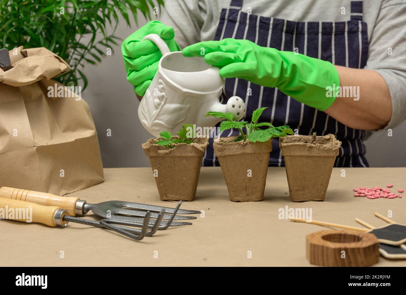 A woman in green rubber gloves holds a white ceramic watering can Stock Photo