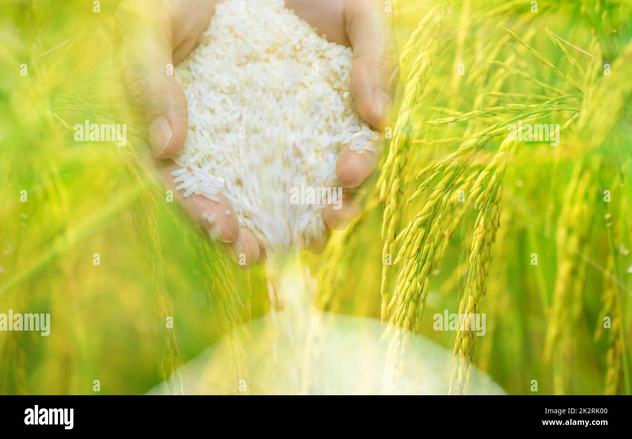 Woman hand holding rice and paddy field background. Rice price in the world market concept. World yield for rice. Zakat concept. Rice plantation. Organic farm. Staple food in Asia. Plant cultivation. Stock Photo