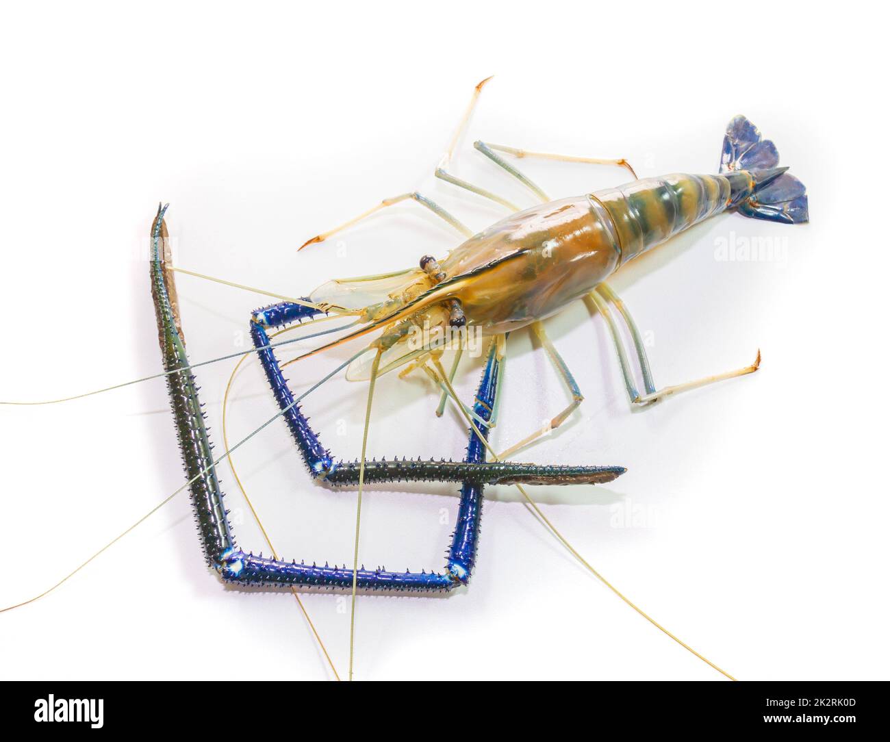 Giant freshwater prawn on white Stock Photo Alamy