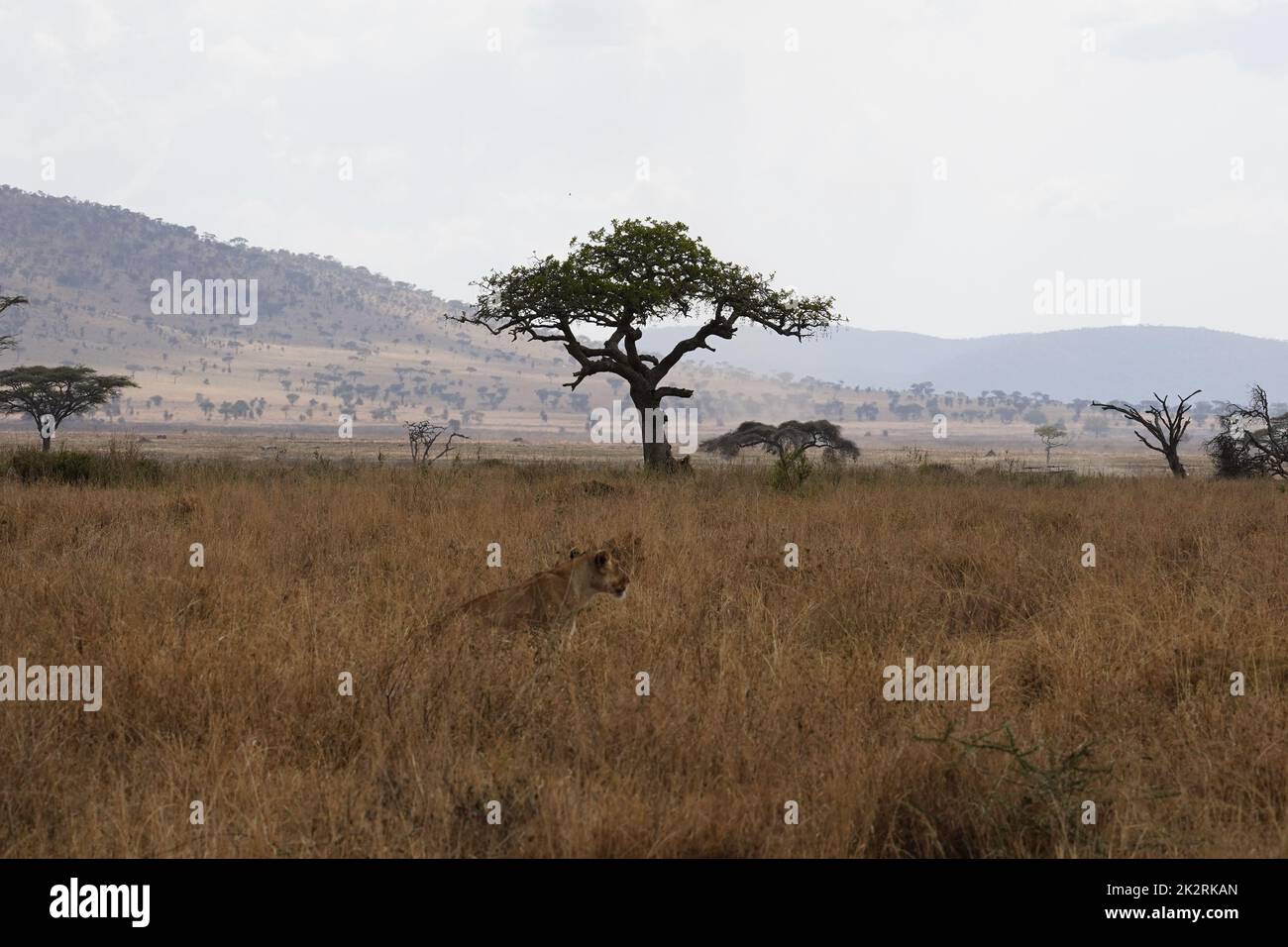 A beautiful shot of a female lion standing on a rock and examining the ...