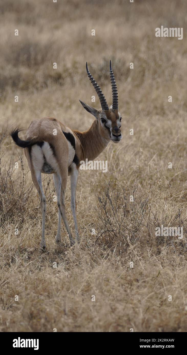 A vertical closeup of a Thomson's gazelle looking at the camera Stock ...