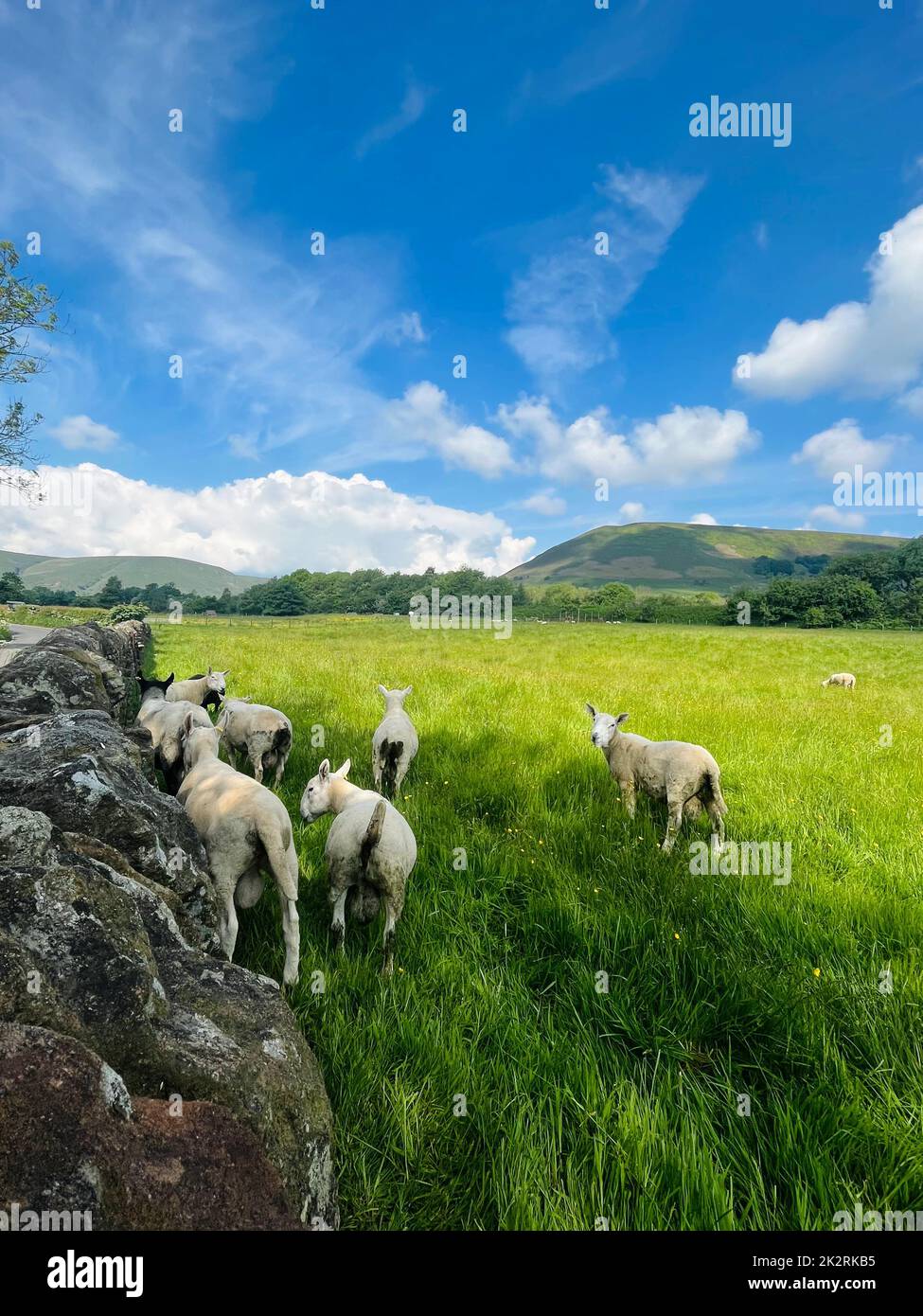 A vertical shot of the sheep on the green mountain Stock Photo - Alamy