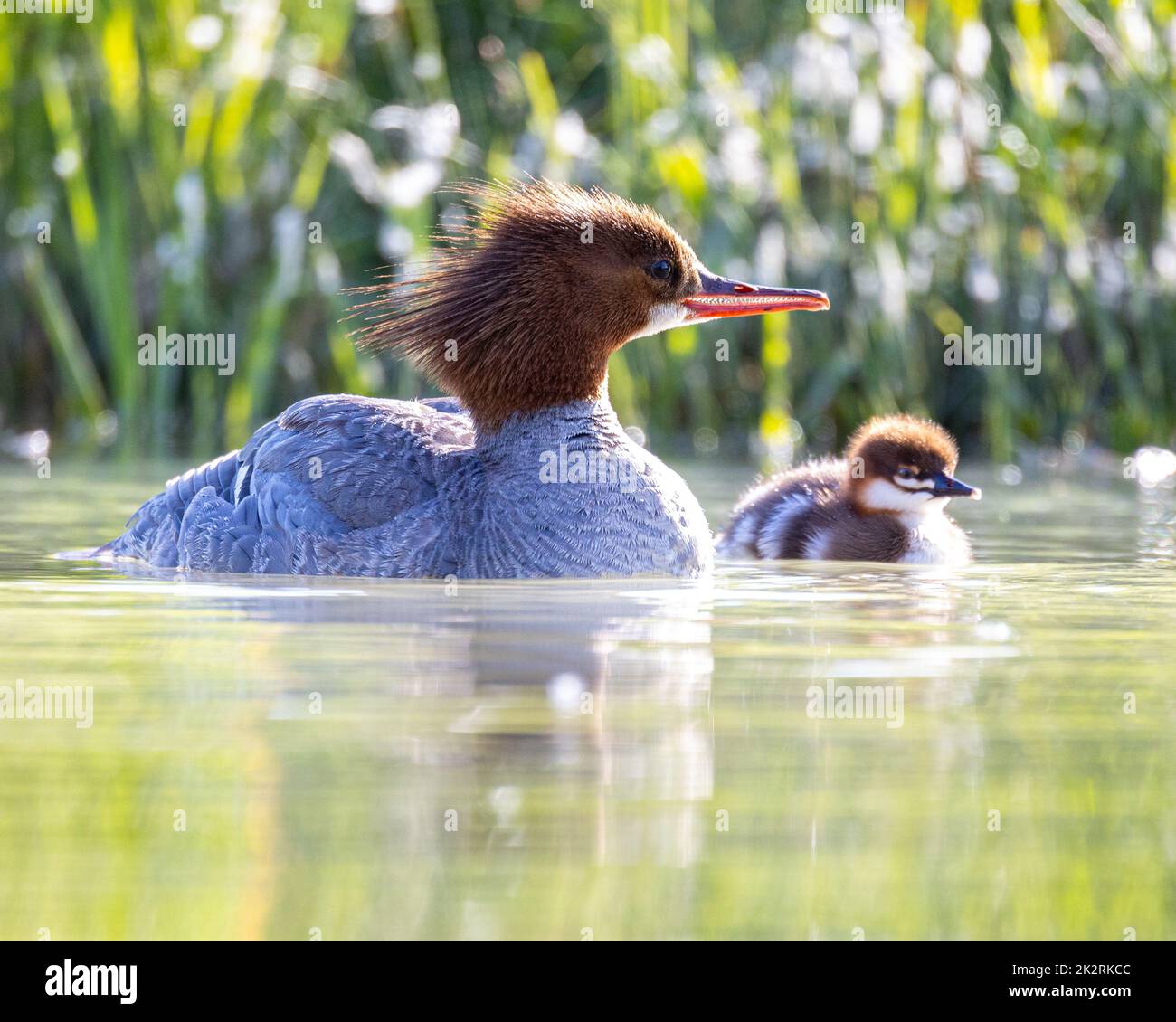 Common merganser chick hi-res stock photography and images - Alamy