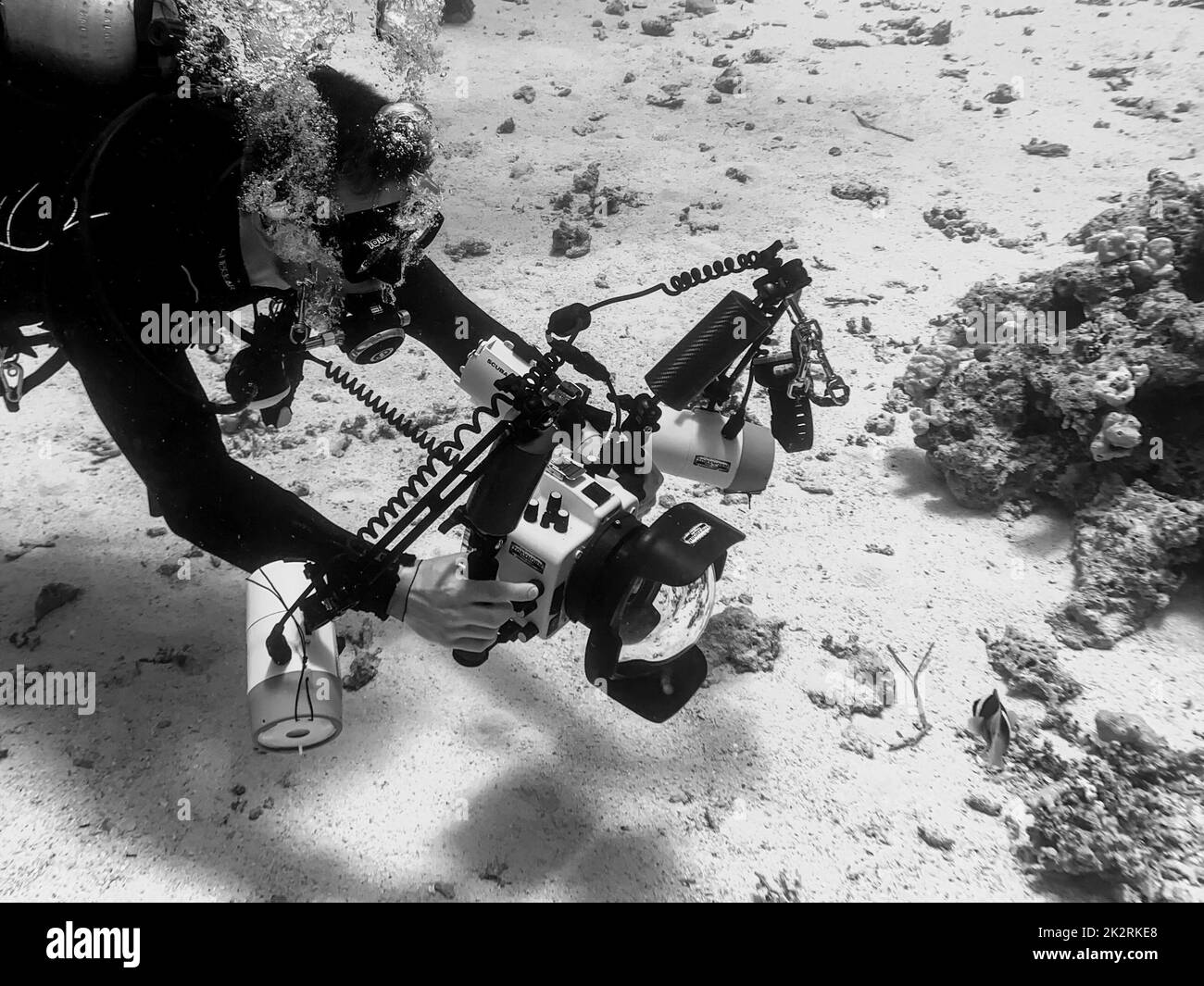 Diver taking underwater pictures, grayscale shot Stock Photo Alamy
