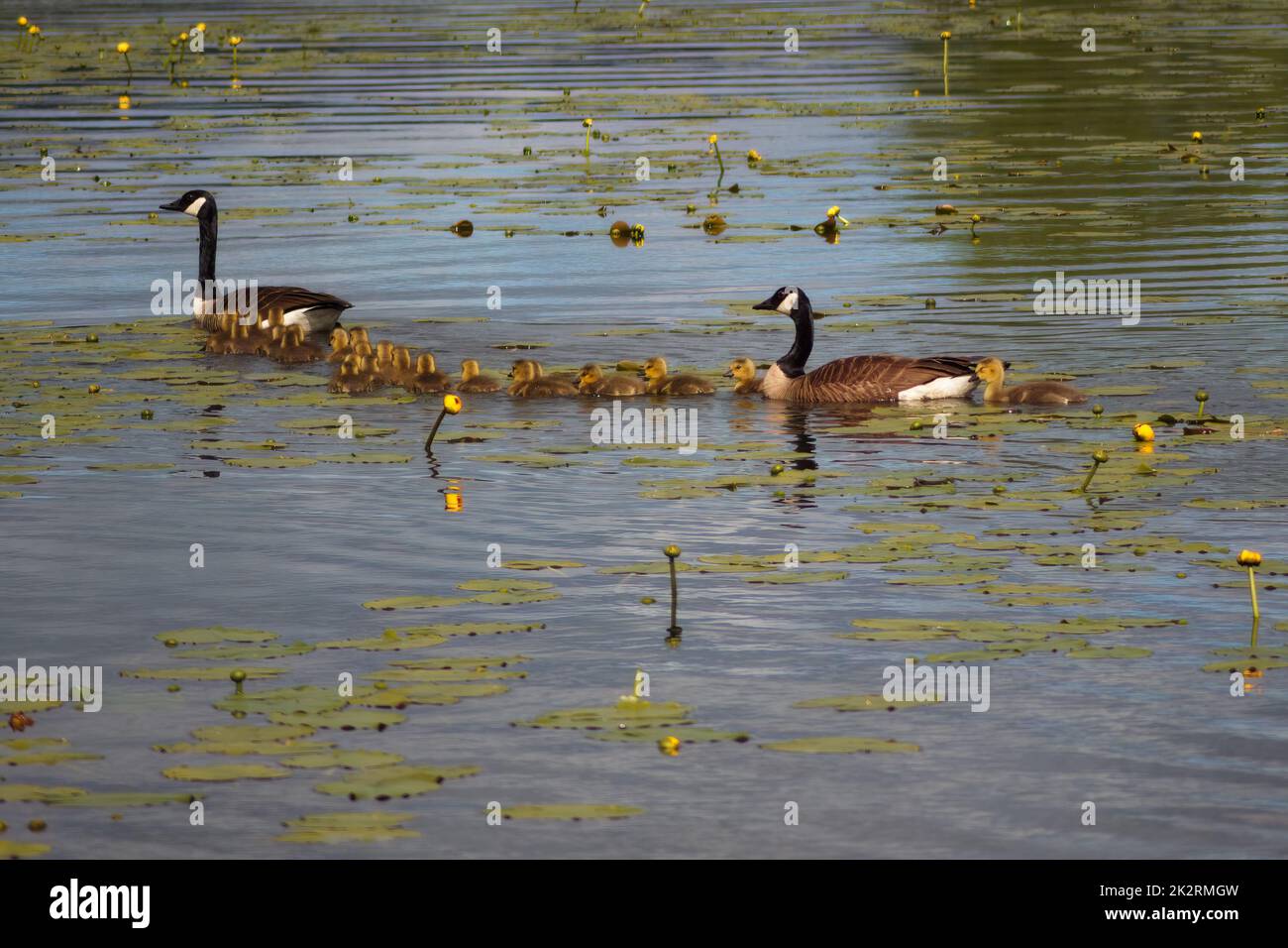 goose family mother and father birds in water wildlife nature spring chicks in Danville Quebec Stock Photo
