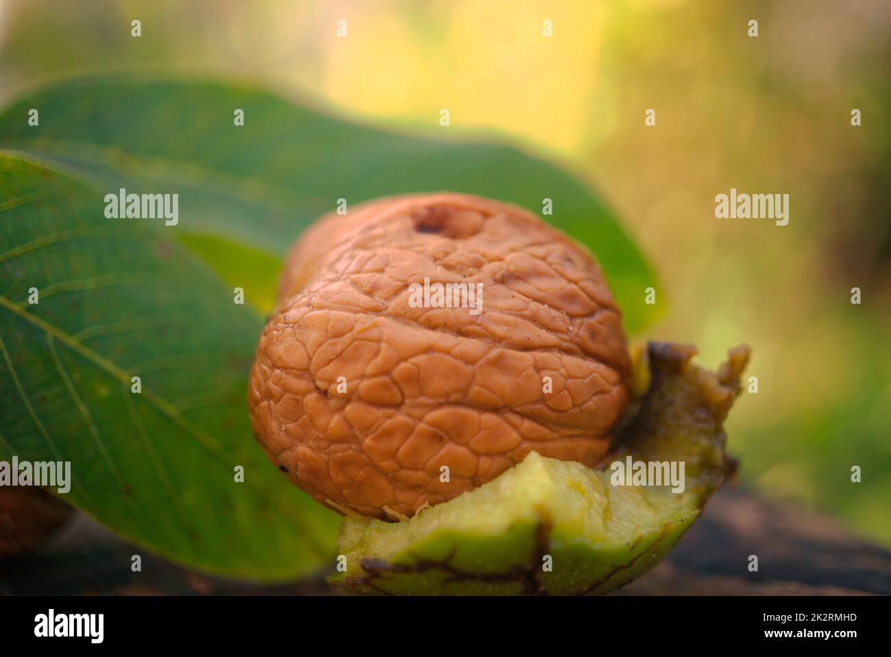 Fresh walnut in the shell with part of green husk Stock Photo Alamy