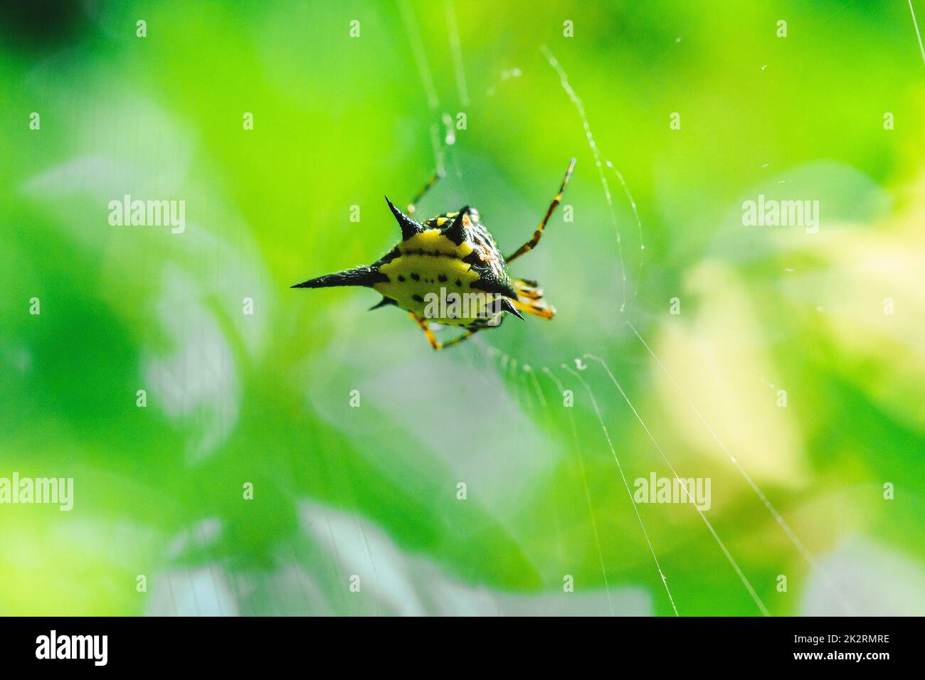 Spiny Orb Weaver in nature can be found all over the world but without danger. Stock Photo