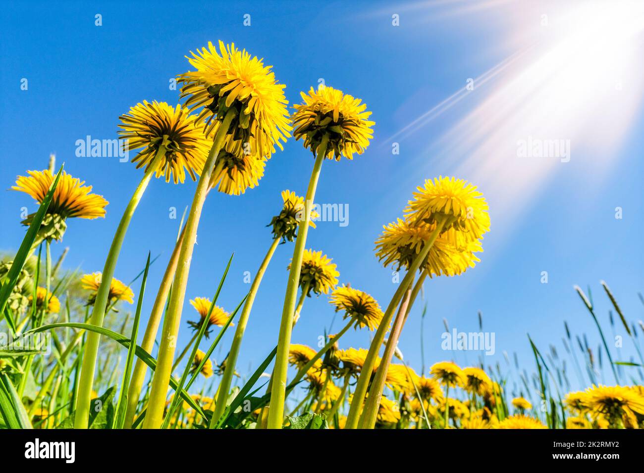 Bottom view of yellow dandelions with sunlight Stock Photo