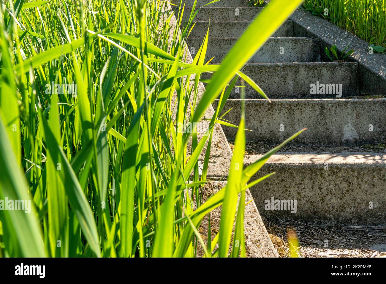 Stone stairs covered in green grass Stock Photo