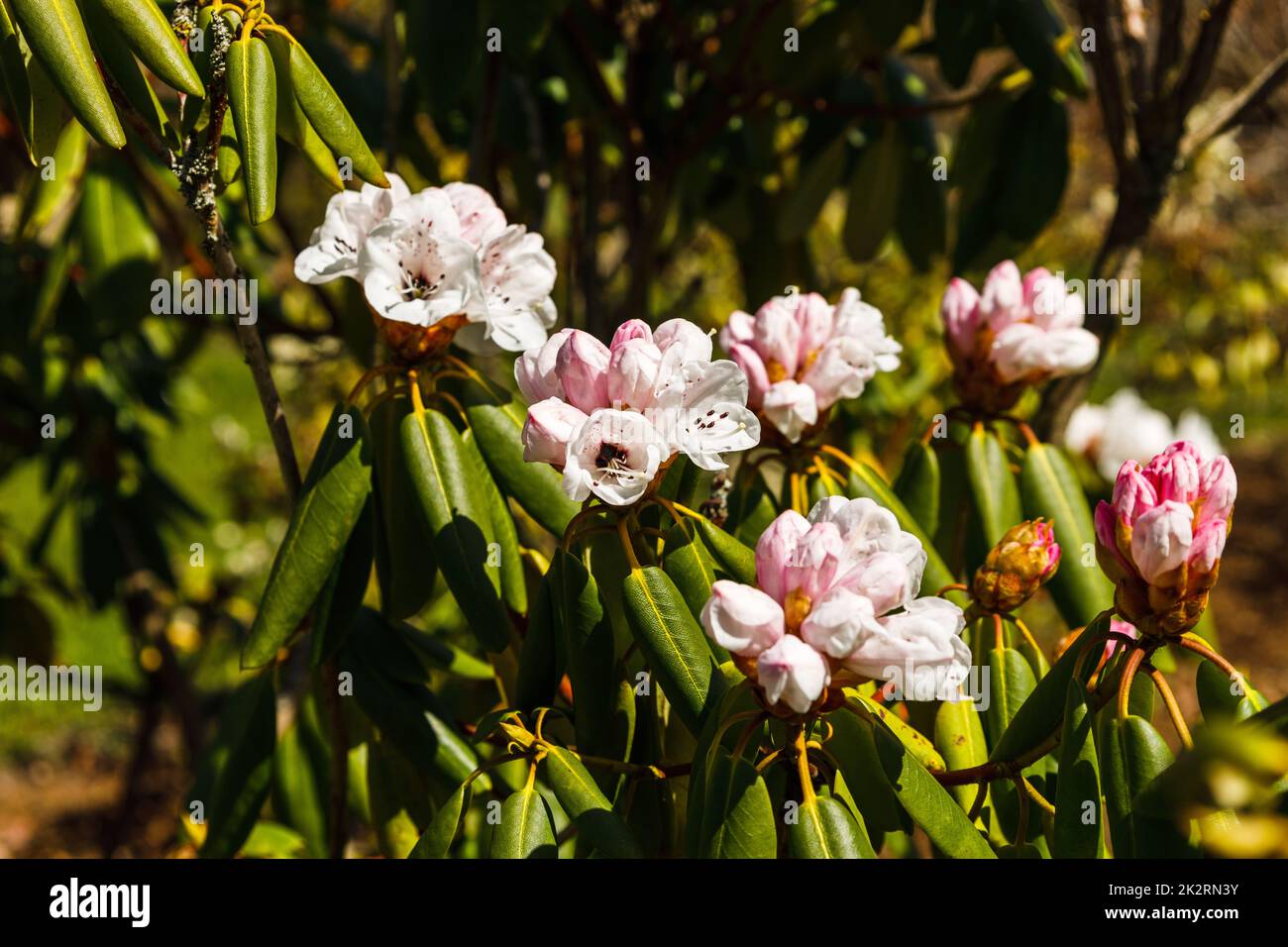 Rhododendron flowers grow and bloom in the botanical garden Stock Photo ...