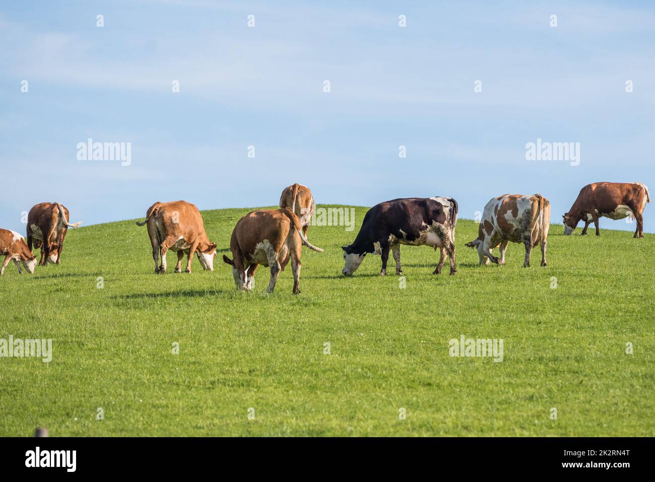 Simmental cattle on the green meadow - cows grazing Stock Photo