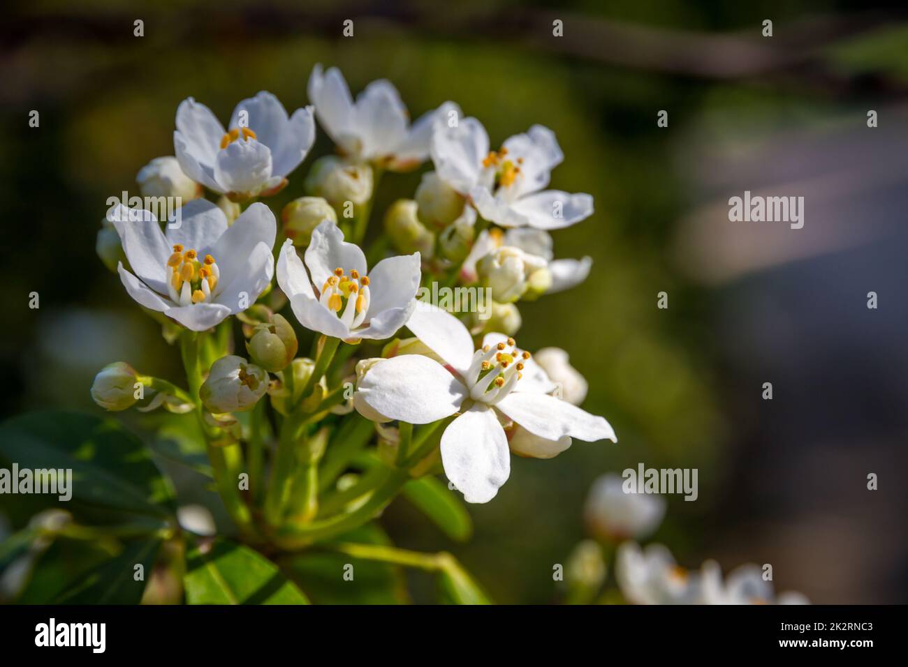 Mexican orange blossom in spring Stock Photo