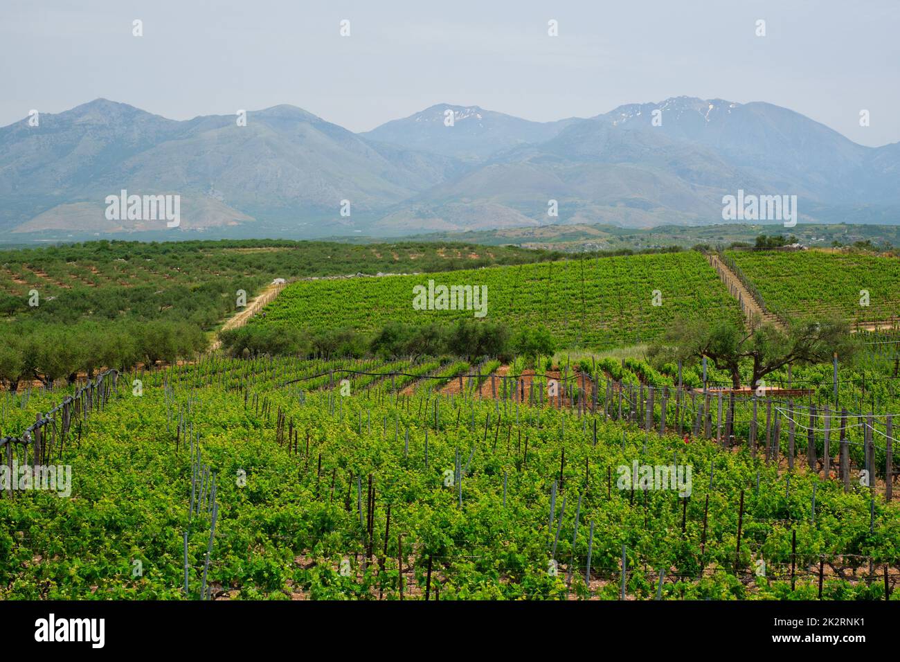 Wineyard with grape rows Stock Photo - Alamy