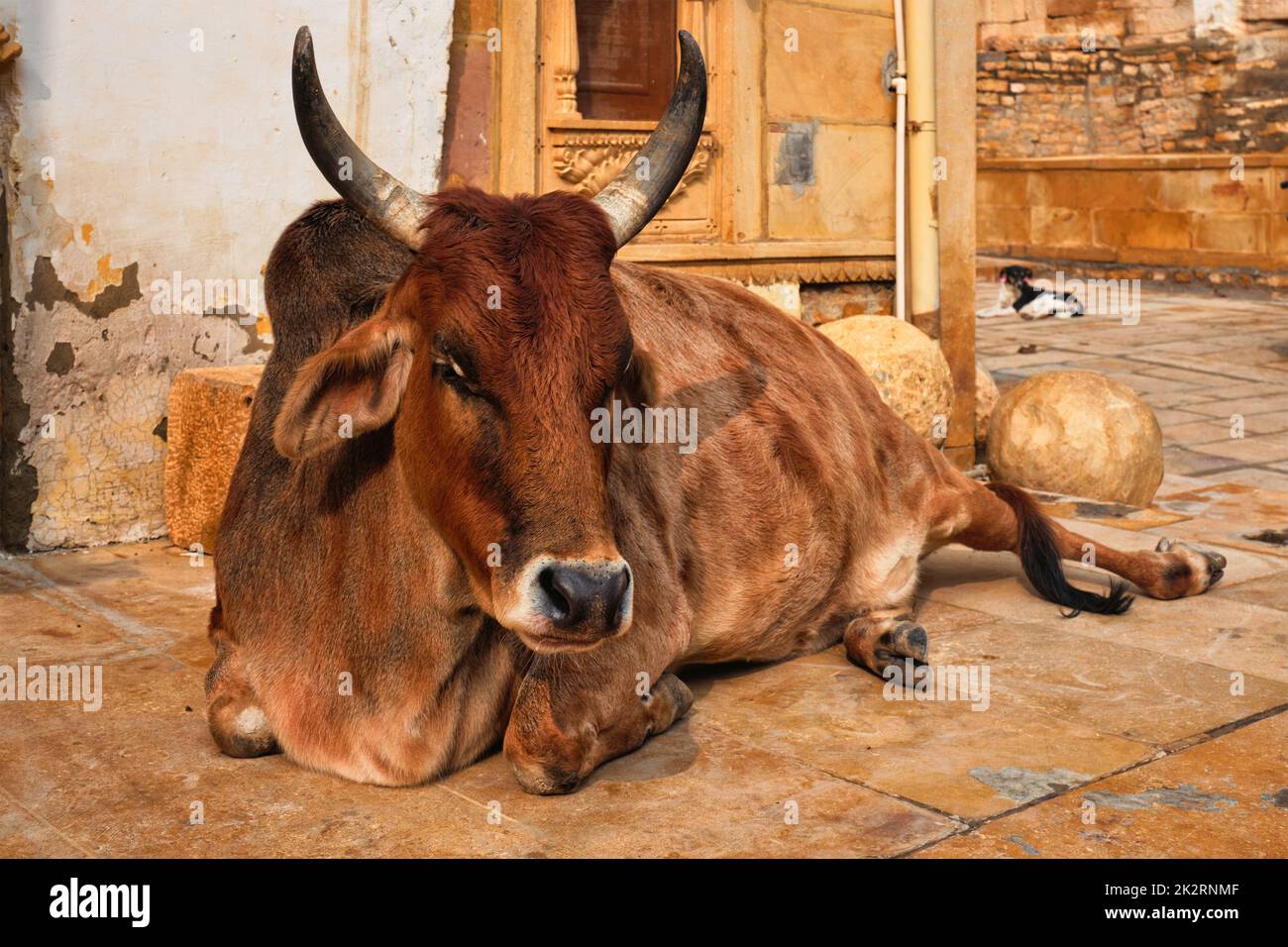 Indian cow resting in the street Stock Photo