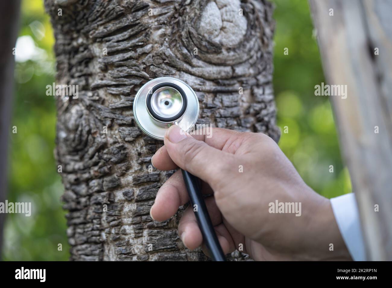 Checking health listening tree nature with stethoscope, biology, ecology, environment, global warming, save earth Stock Photo