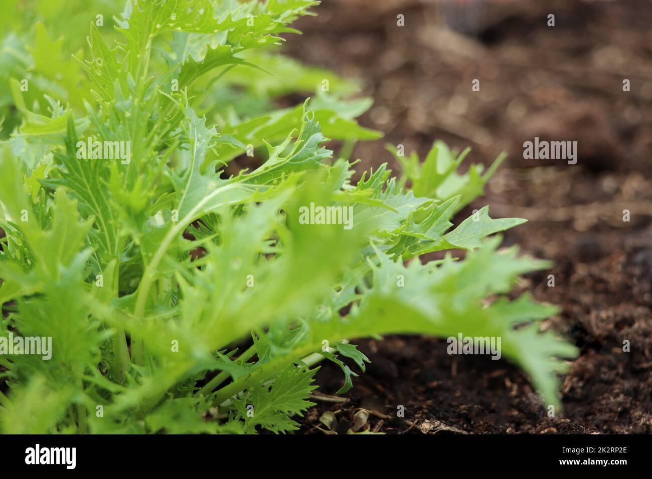 The background of green leaves of japanese mustard mizuna in the garden closeup, top view. Useful spicy herbs for vegan and vegetarian nutrition with vitamins Stock Photo