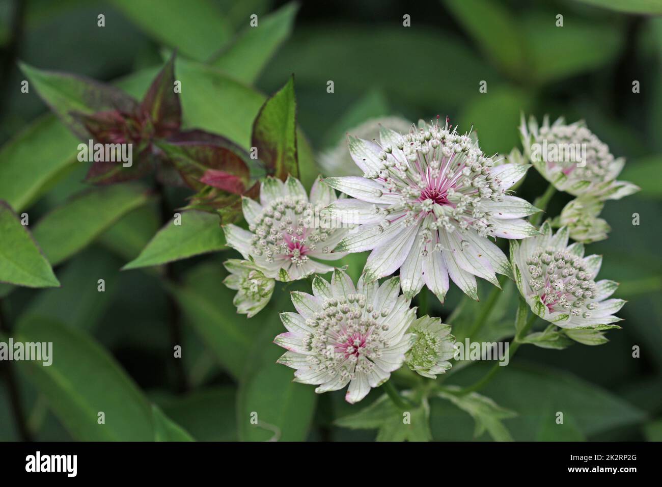 White masterwort flowers in close up Stock Photo