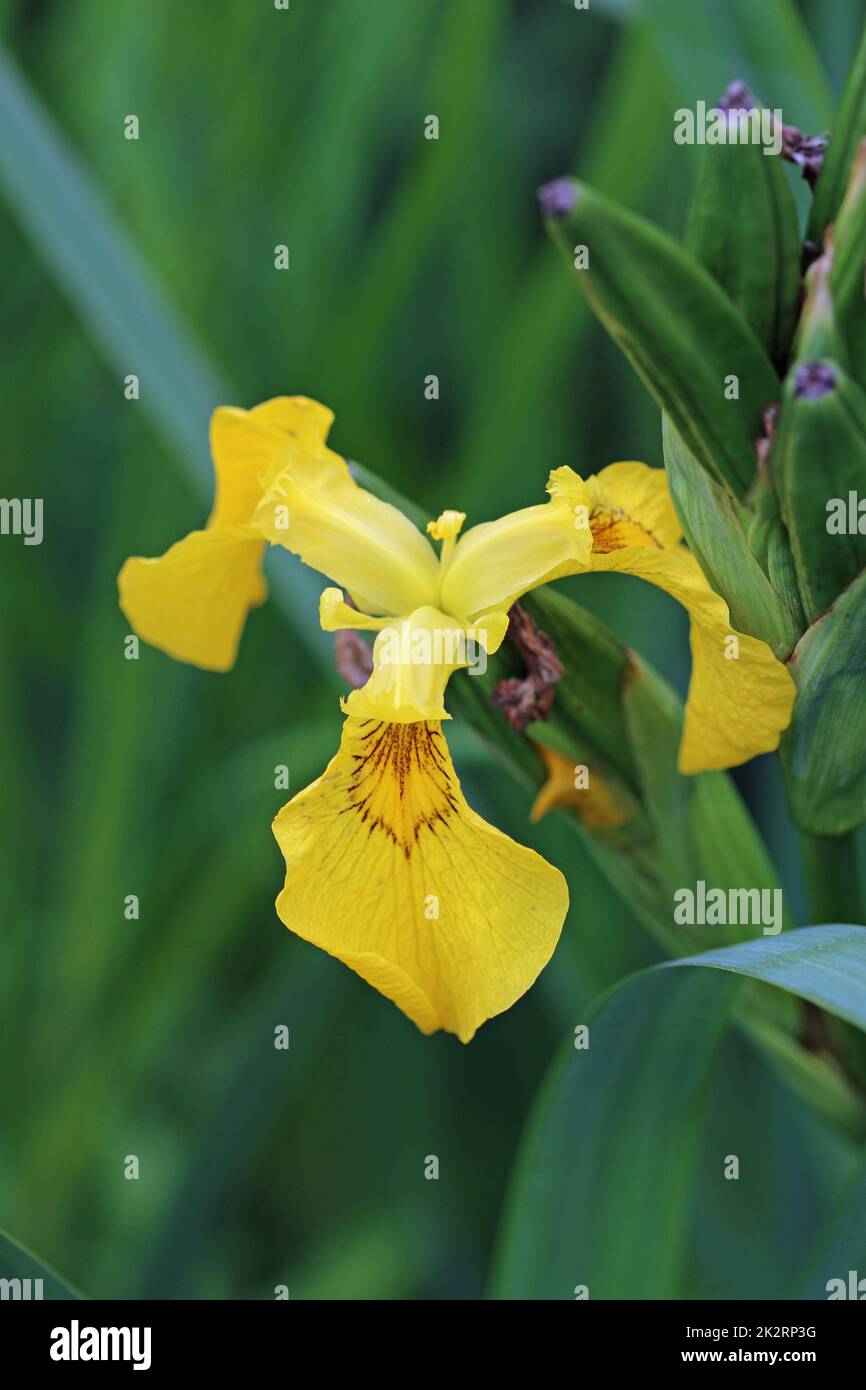 Yellow flag iris flower Stock Photo