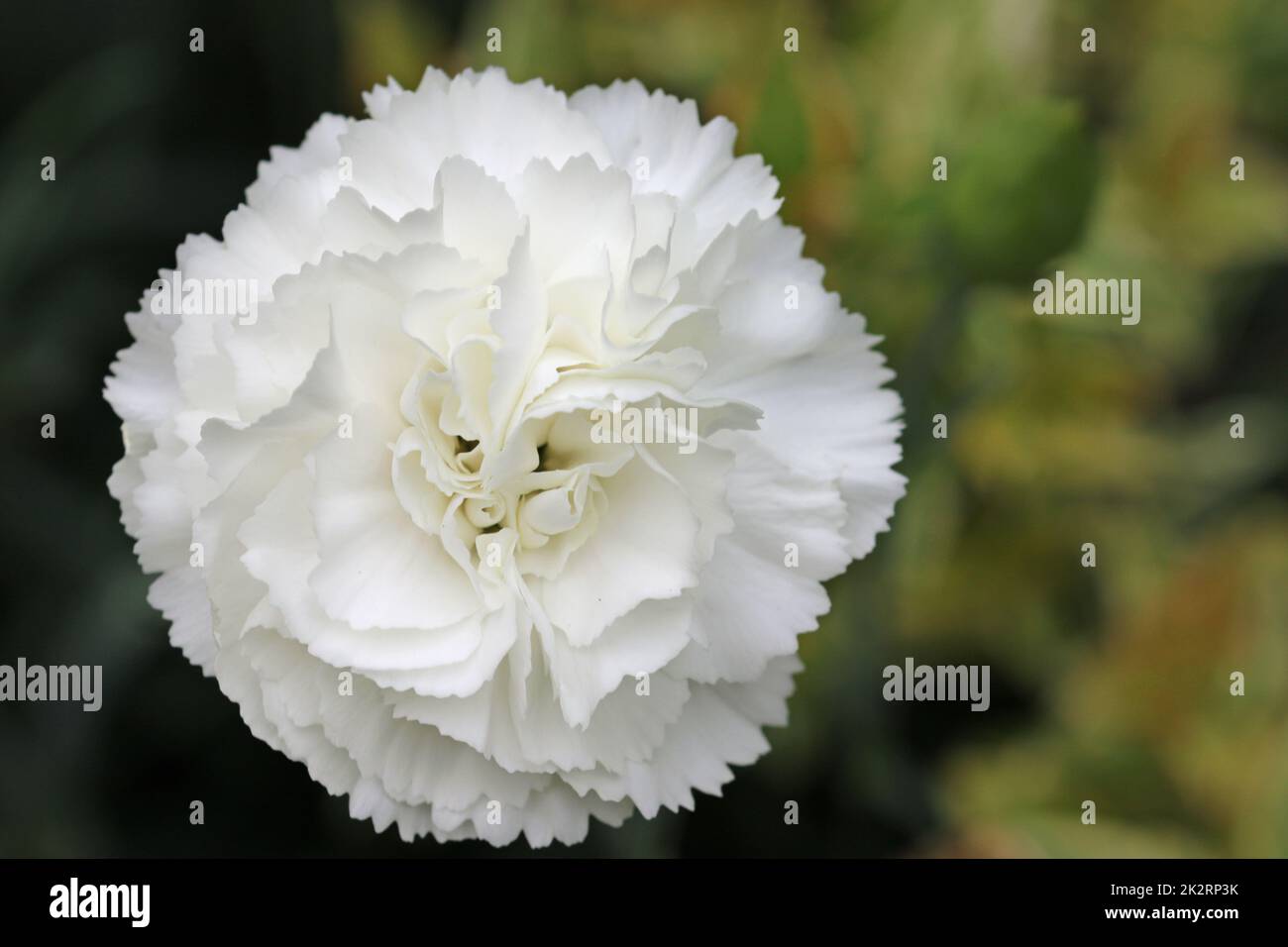 White Dianthus flower in close up Stock Photo