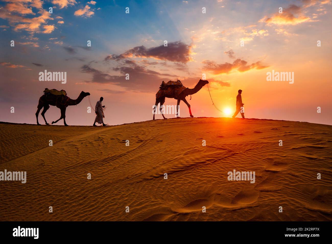 Indian cameleers camel driver with camel silhouettes in dunes on sunset ...