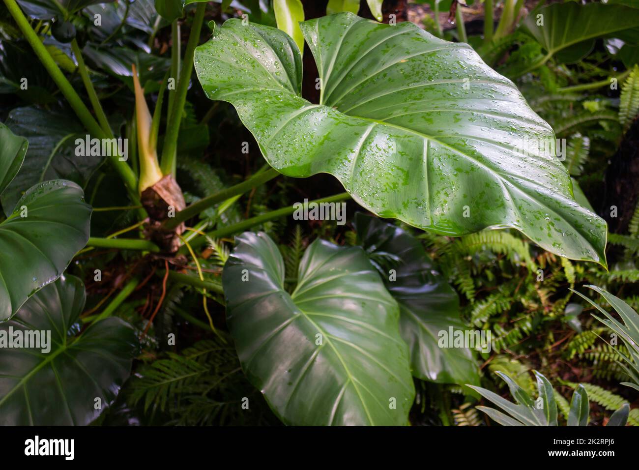 Green plants tropical garden surrounding Stock Photo