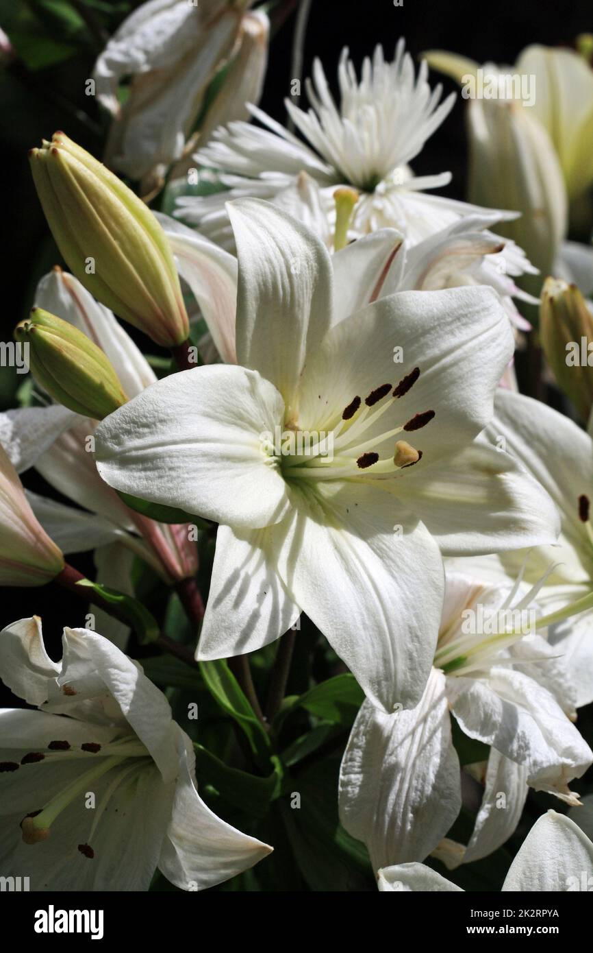 Lilium regale plant hires stock photography and images Alamy