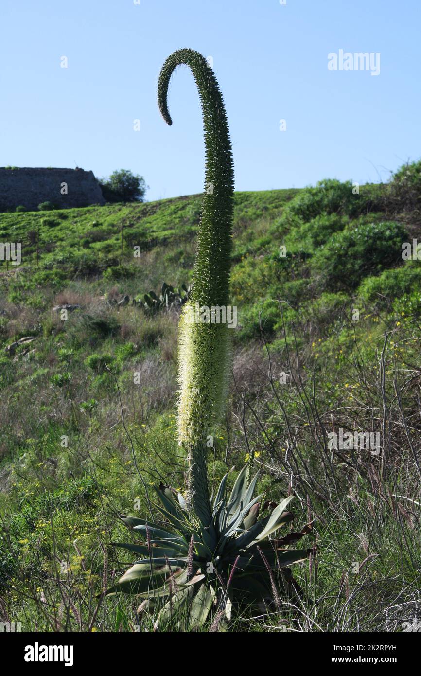 agave attenuata Stock Photo