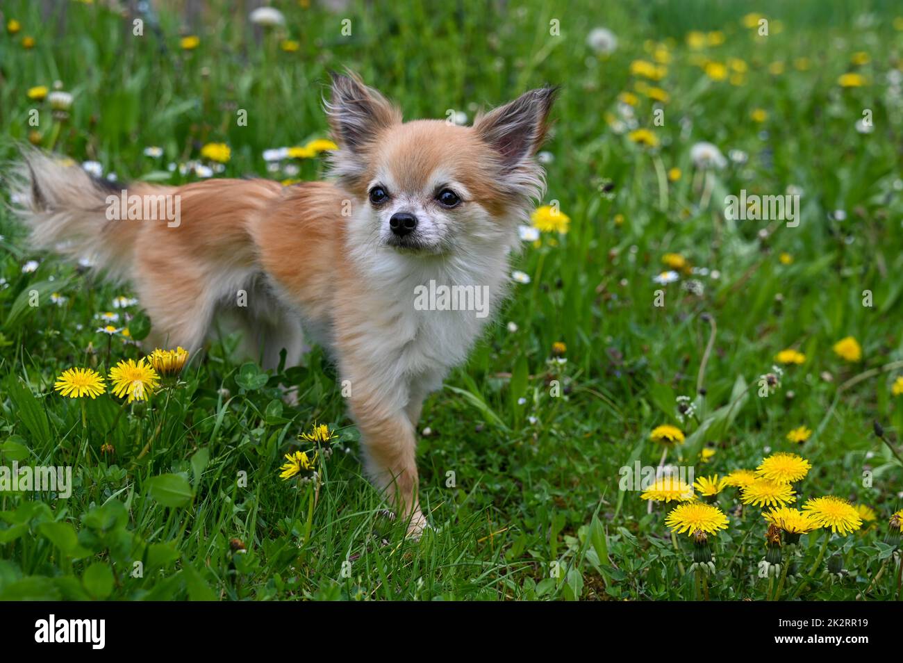 A chihuahua dog in a green meadow with dandelion flowers Stock Photo