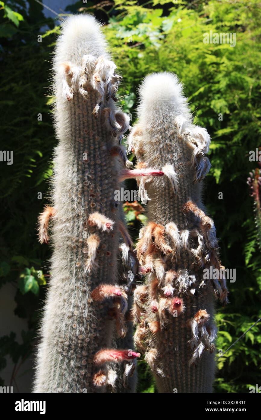 cactus cleistocactus strausii Stock Photo - Alamy