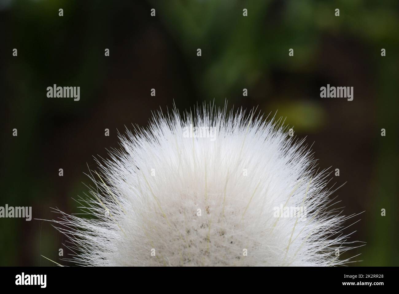 cactus cleistocactus strausii Stock Photo - Alamy
