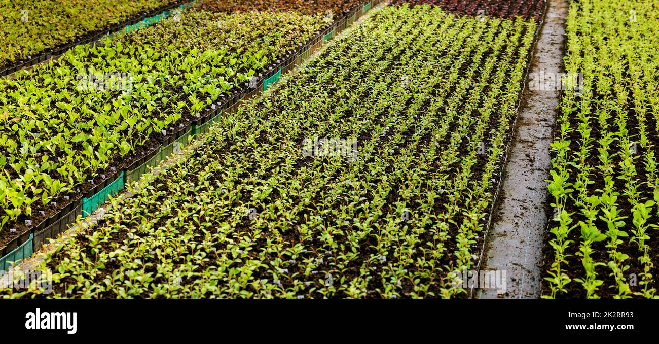 container seedlings grown in commercial greenhouse at plant nursery Stock Photo