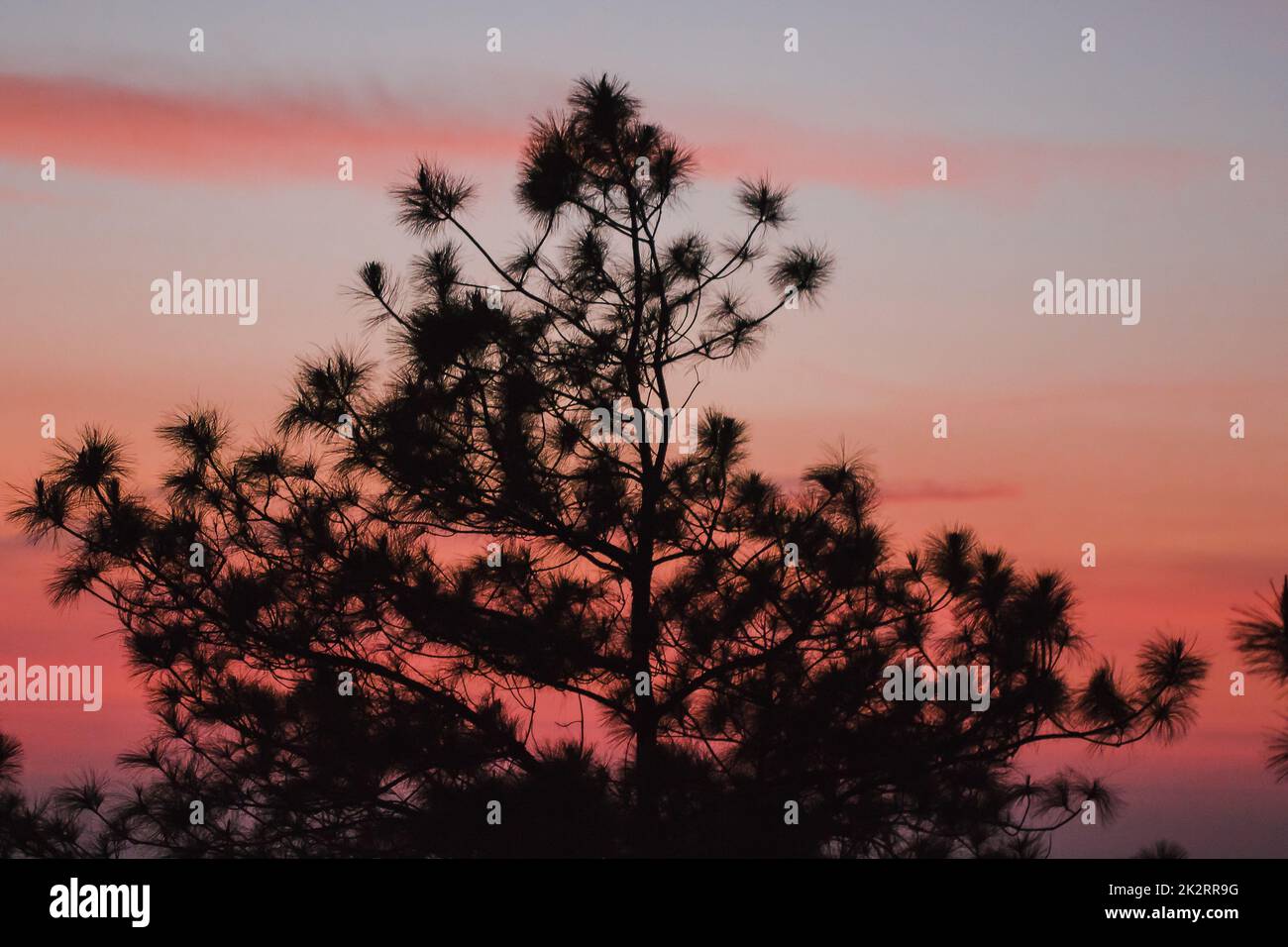 The silhouette of the pine tree and the sunrise light Stock Photo - Alamy