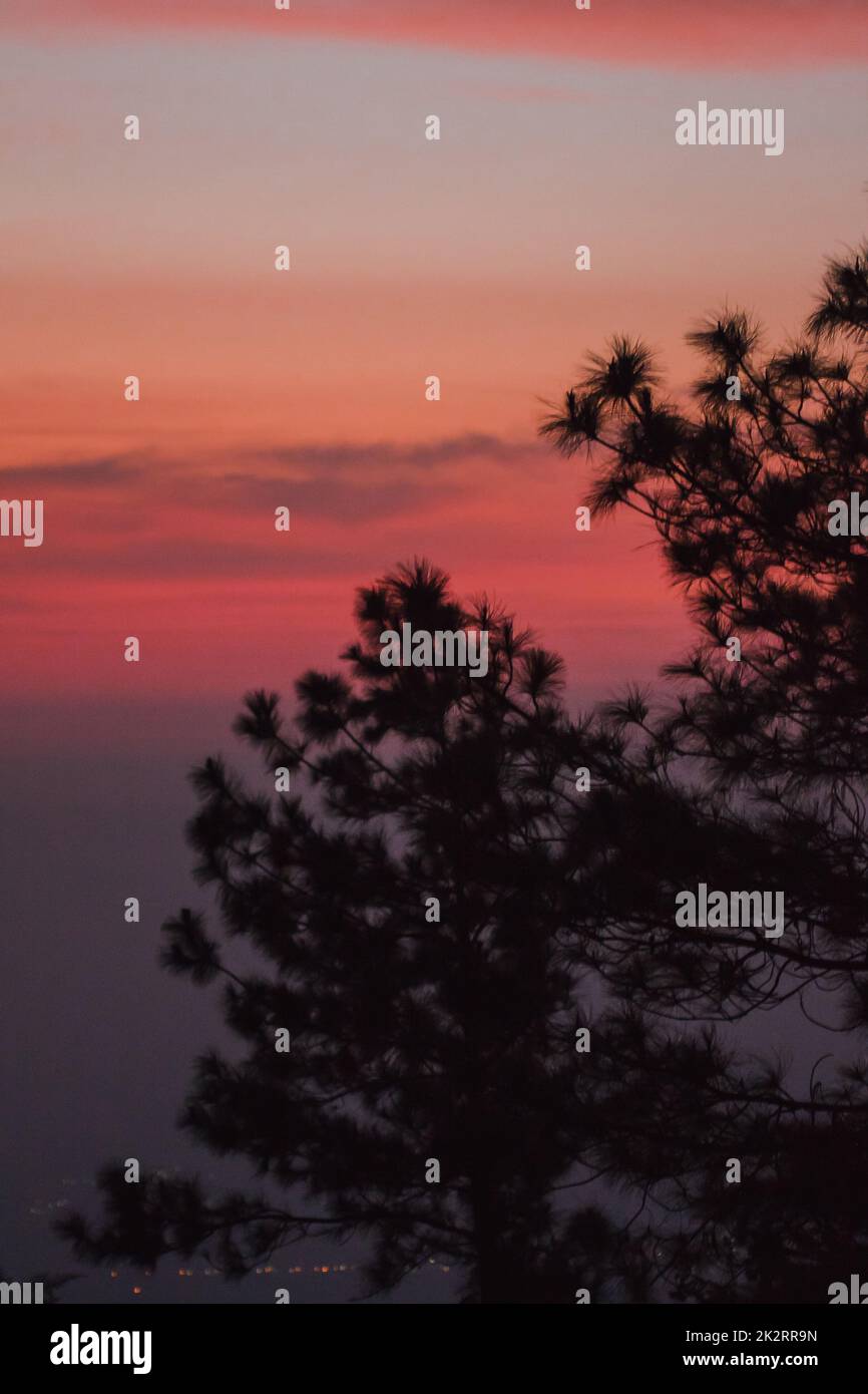 The silhouette of the pine tree and the sunrise light Stock Photo - Alamy