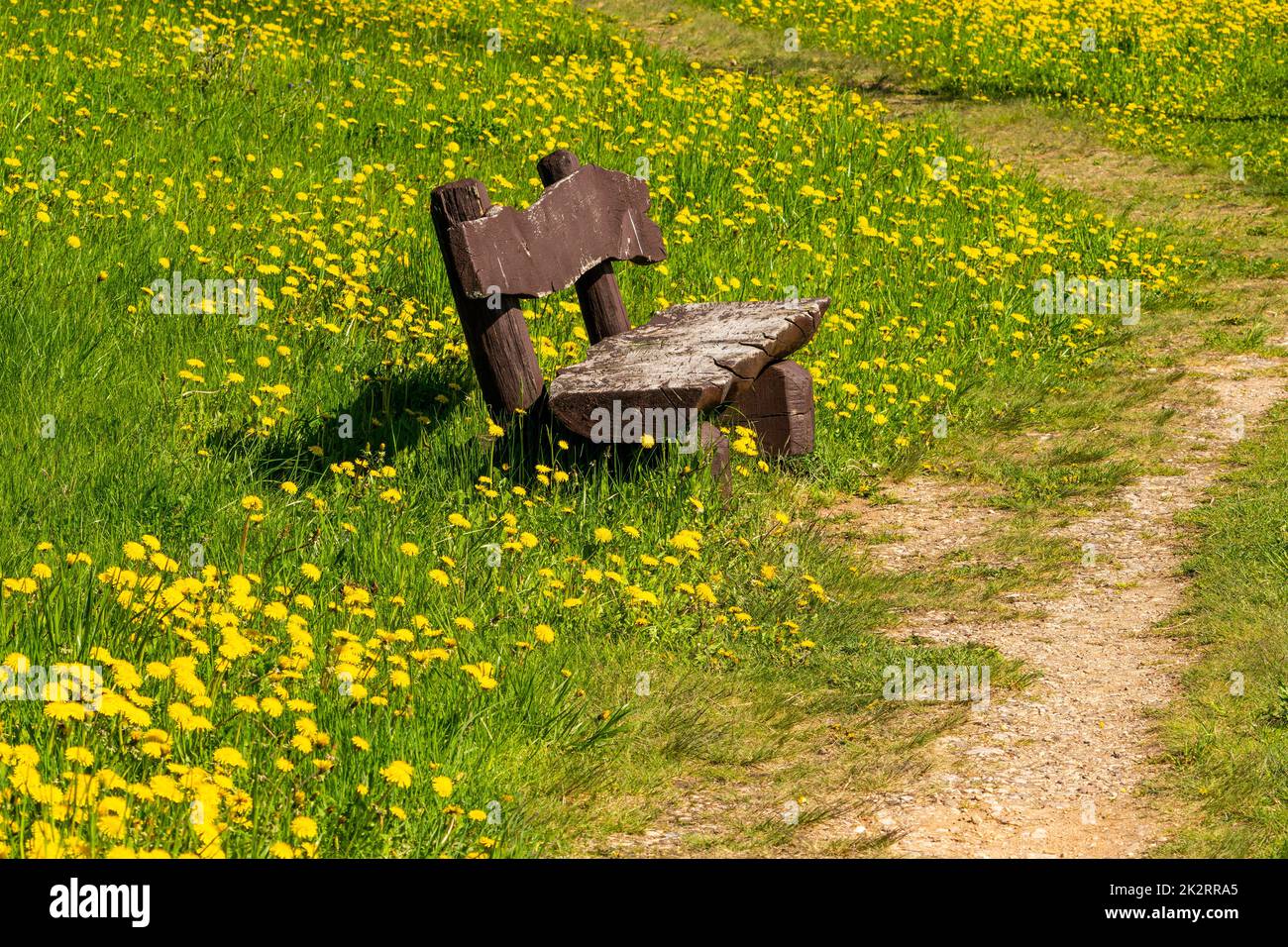 Empty bench in a blooming dandelions field Stock Photo