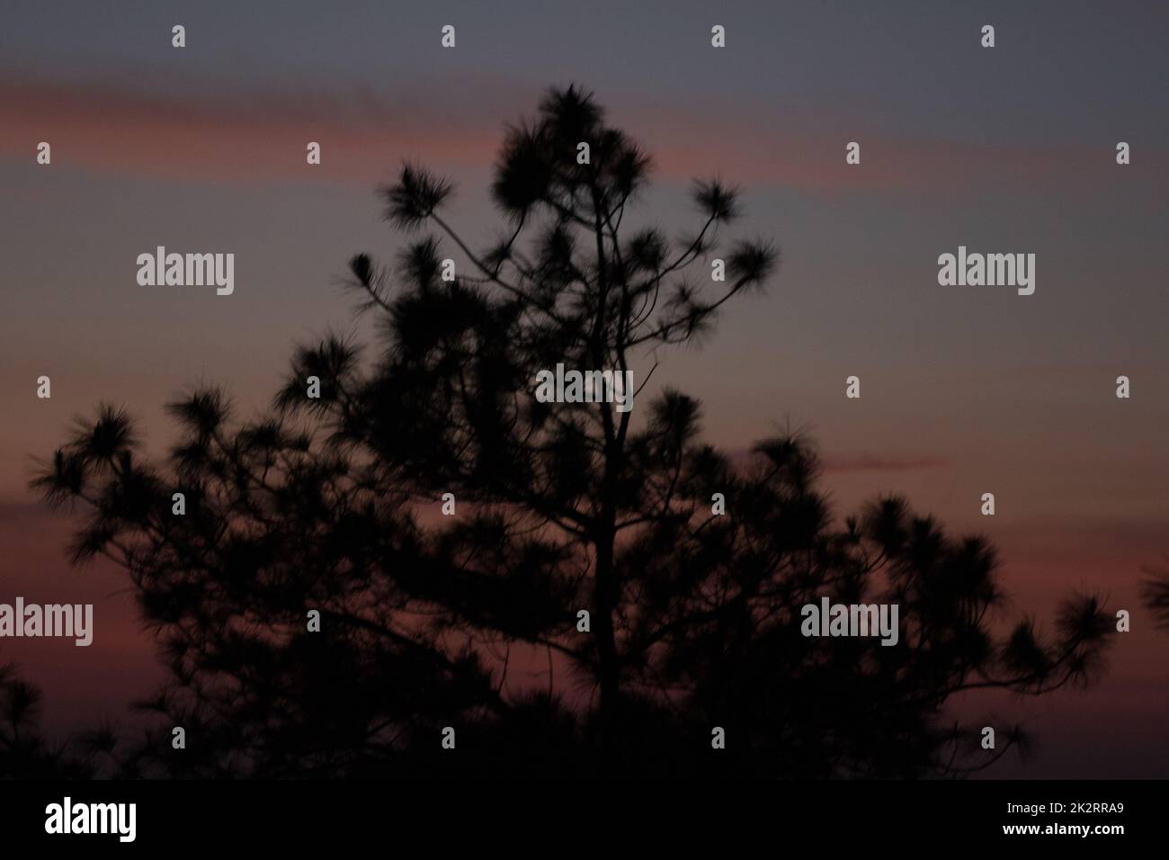 Pine silhouette in sunrise hi-res stock photography and images - Alamy