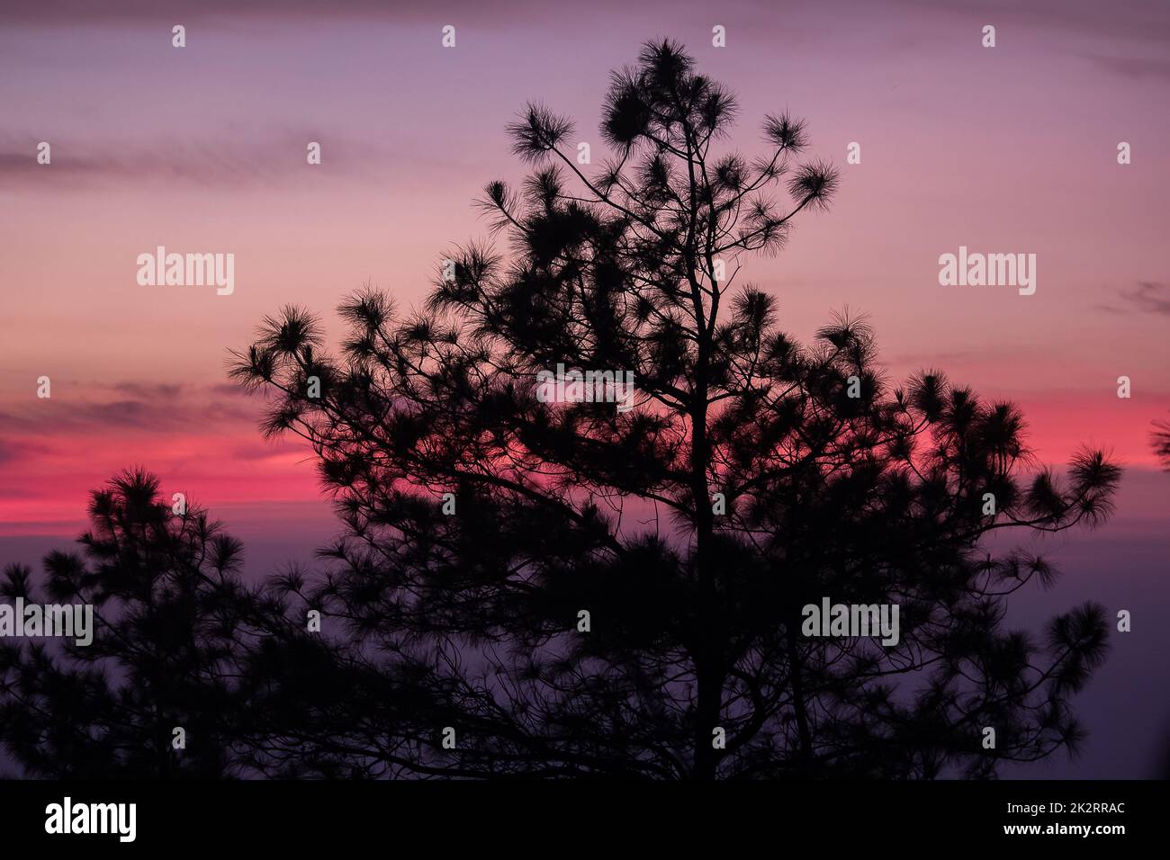 The silhouette of the pine tree and the sunrise light Stock Photo - Alamy