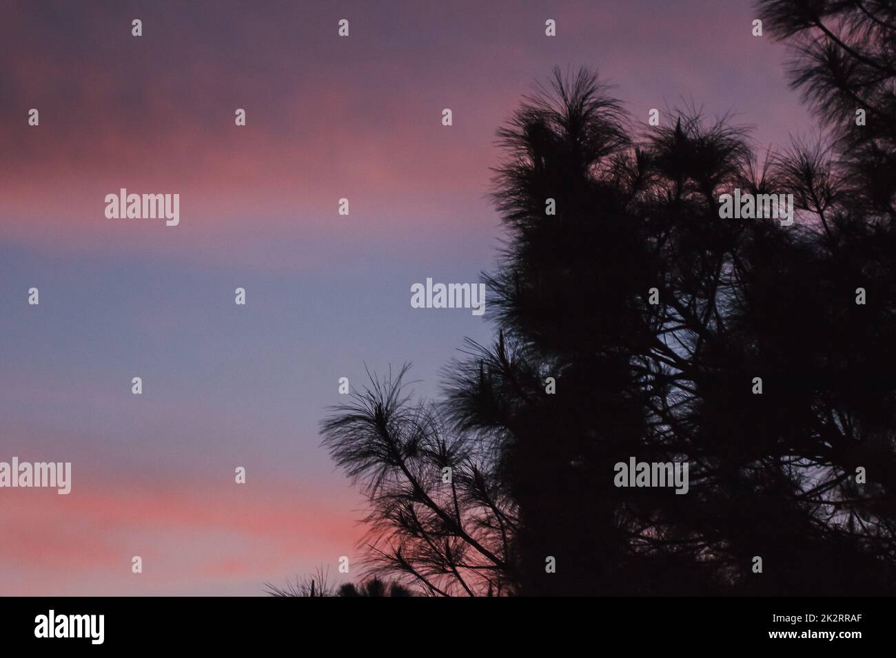 The silhouette of the pine tree and the sunrise light Stock Photo - Alamy